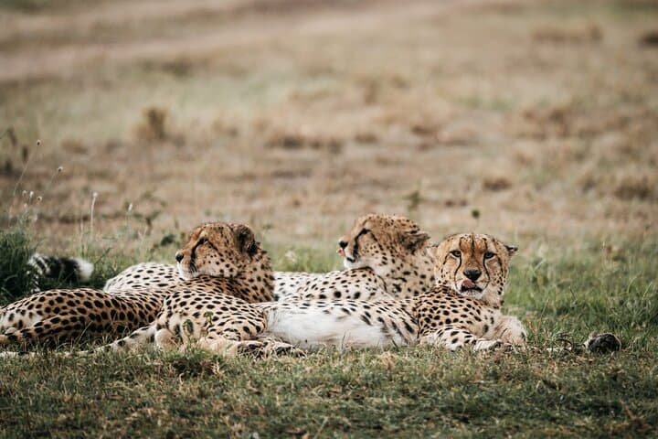 3-Day Masai Mara Luxury Safari: Big Five, Wildebeest Migration & Open-Roof Game Drives photo 6