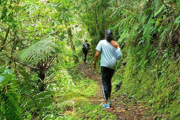 Sunrise Hike to Blue Mountain Peak: Private Guided Tour from Kingston photo 3