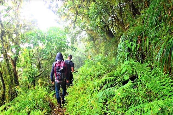 Sunrise Hike to Blue Mountain Peak: Private Guided Tour from Kingston photo 4