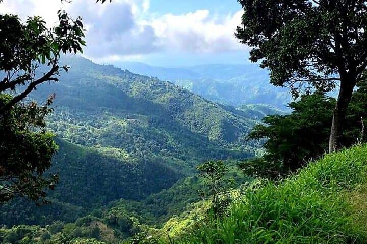 Sunrise Hike to Blue Mountain Peak: Private Guided Tour from Kingston photo 5
