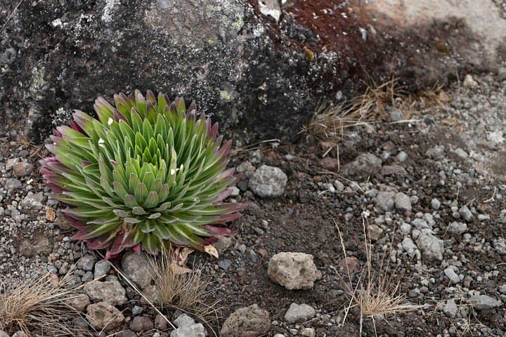 Full-Day Kilimanjaro Day Hike from Machame Gate — Rainforest to Machame Hut photo 5