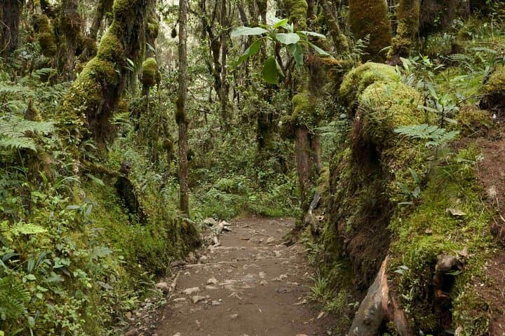 Full-Day Kilimanjaro Day Hike from Machame Gate — Rainforest to Machame Hut photo 2