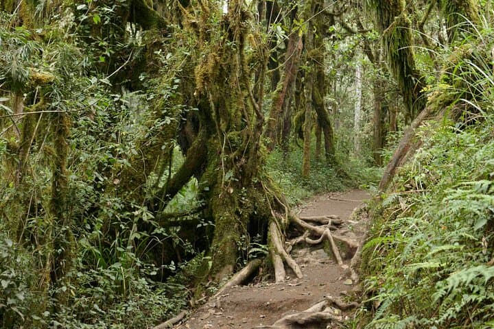Full-Day Kilimanjaro Day Hike from Machame Gate — Rainforest to Machame Hut photo 4