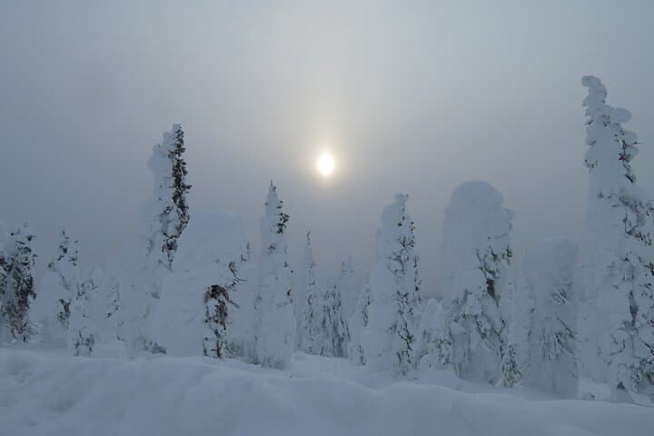 Experience the Arctic Circle Aurora Drive Adventure from Fairbanks photo 6