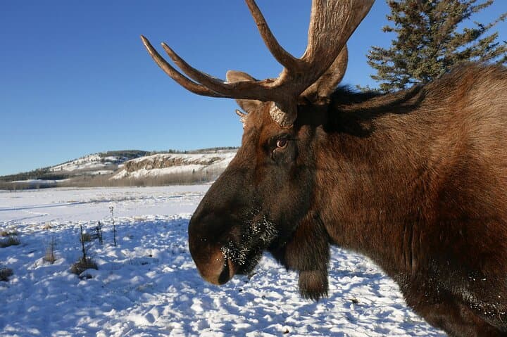 Yukon Wildlife Preserve: Half-Day Arctic Wildlife Viewing Tour from Whitehorse photo 2