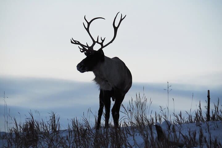 Yukon Wildlife Preserve: Half-Day Arctic Wildlife Viewing Tour from Whitehorse photo 6