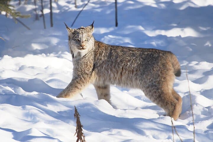 Yukon Wildlife Preserve: Half-Day Arctic Wildlife Viewing Tour from Whitehorse photo 5