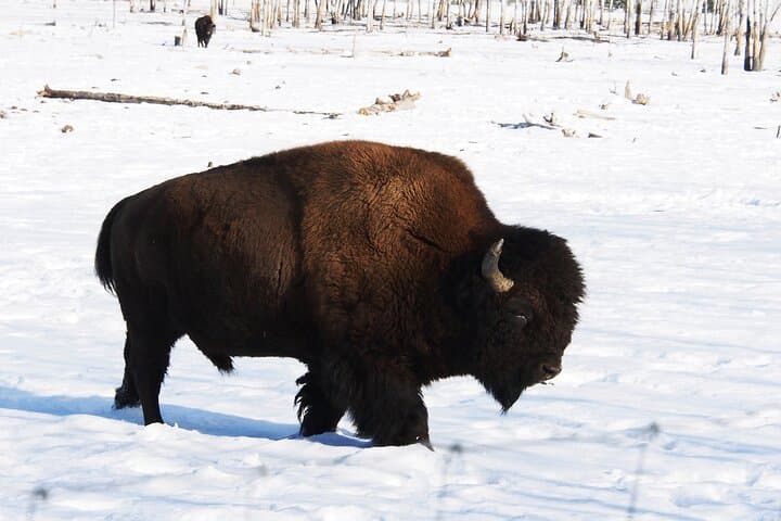 Yukon Wildlife Preserve: Half-Day Arctic Wildlife Viewing Tour from Whitehorse photo 3