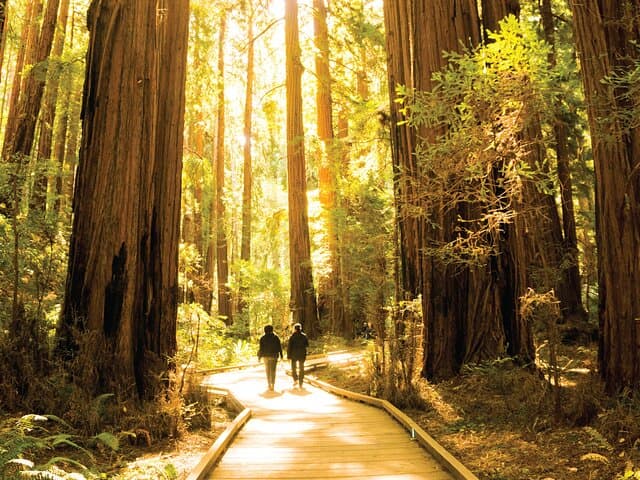 Golden Gate to Giant Redwoods: Muir Woods & Sausalito Day Tour photo 5