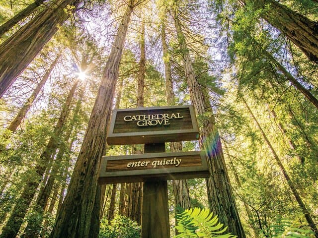 Golden Gate to Giant Redwoods: Muir Woods & Sausalito Day Tour photo 6