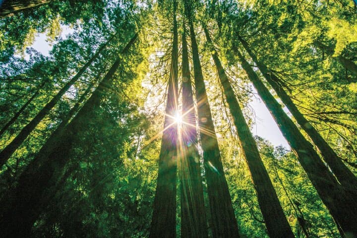Golden Gate to Giant Redwoods: Muir Woods & Sausalito Day Tour photo 3