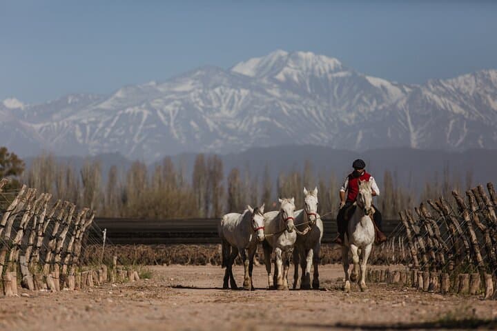 Horseback Through Mendoza Vineyards: Winery Ride, Tasting & BBQ photo 3