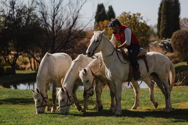 Horseback Through Mendoza Vineyards: Winery Ride, Tasting & BBQ photo 4
