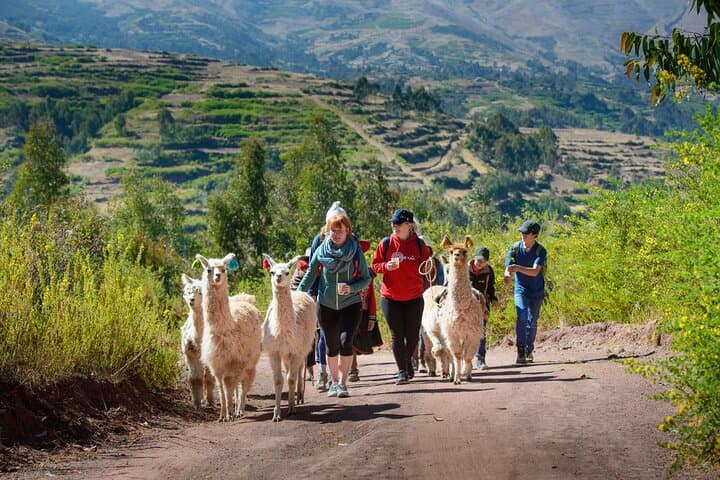 Hike with Llamas and Alpacas in the Sacred Valley — Chinchero Llama Trek from Cusco photo 1