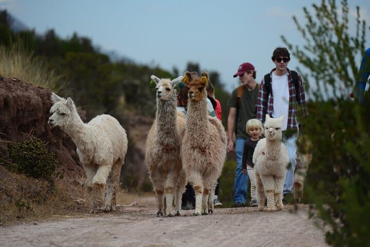 Hike with Llamas and Alpacas in the Sacred Valley — Chinchero Llama Trek from Cusco photo 4