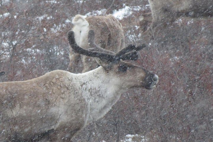 Denali Winter Drive from Fairbanks: 10-Hour Guided Park Tour & Snowshoe photo 3