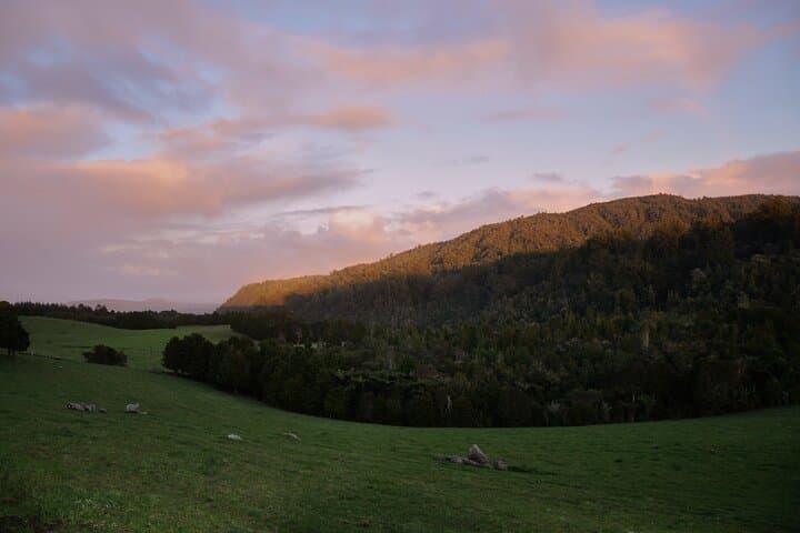Puketi Rainforest Guided Walks: Kauri Giants, Night Kiwi and Subtropical Trails photo 6