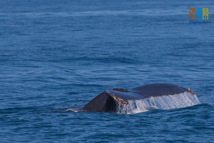 Private Whale Watching in Banderas Bay: Puerto Vallarta Boat Charter