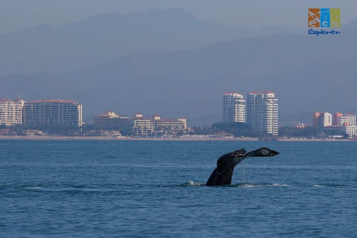 Private Whale Watching in Banderas Bay: Puerto Vallarta Boat Charter photo 3
