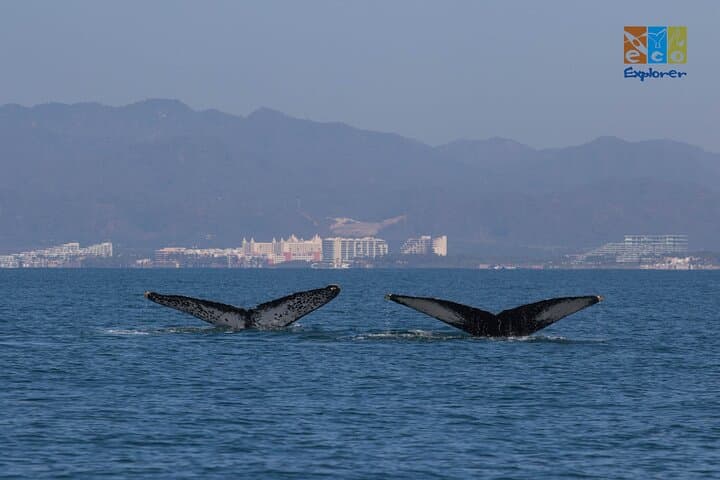 Private Whale Watching in Banderas Bay: Puerto Vallarta Boat Charter photo 4