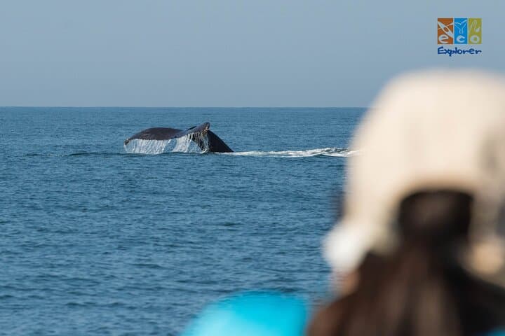 Private Whale Watching in Banderas Bay: Puerto Vallarta Boat Charter photo 5