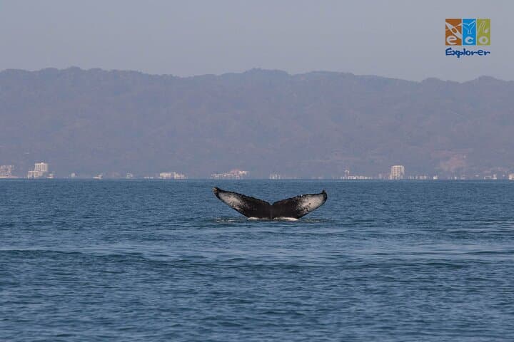 Private Whale Watching in Banderas Bay: Puerto Vallarta Boat Charter photo 6