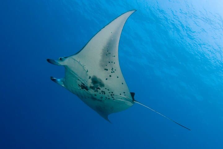 Kona Manta Ray Night Snorkel Adventure photo 2