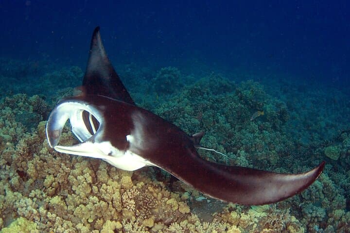 Kona Manta Ray Night Snorkel Adventure photo 3