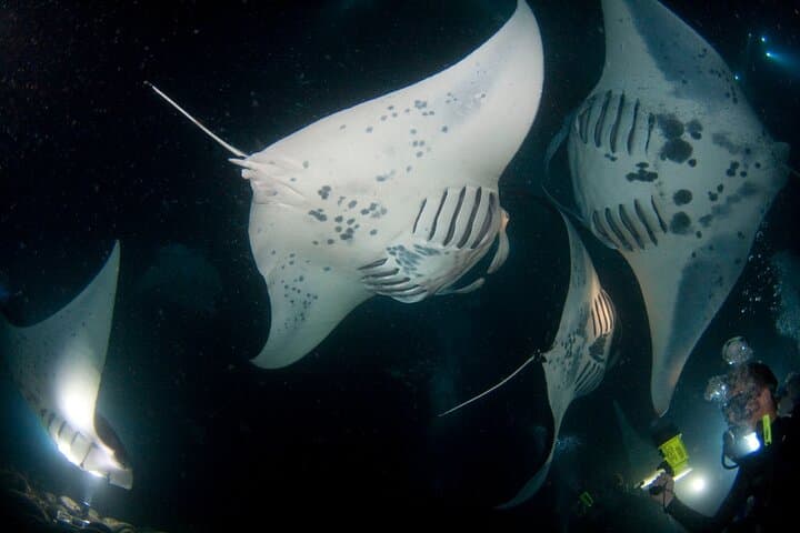 Kona Manta Ray Night Snorkel Adventure photo 4