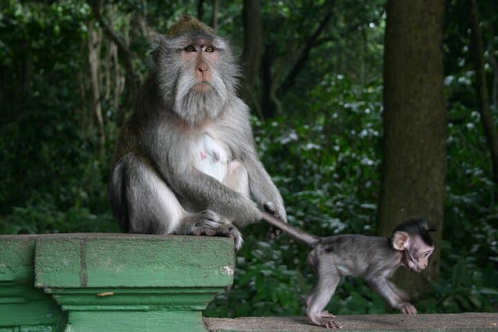 Full-Day Ubud: Waterfalls, Rice Terraces & Monkey Forest Tour photo 2