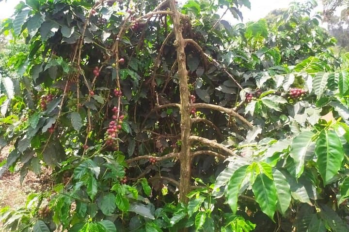Fairview Coffee Farm Tour near Nairobi — Estate Visit, Tasting & Buying Guide photo 4