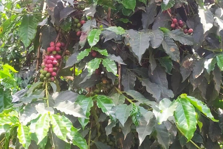 Fairview Coffee Farm Tour near Nairobi — Estate Visit, Tasting & Buying Guide photo 1
