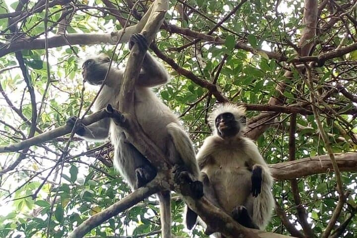 Jozani Forest Tour: See Zanzibar’s Red Colobus in the Coastal Rainforest photo 5