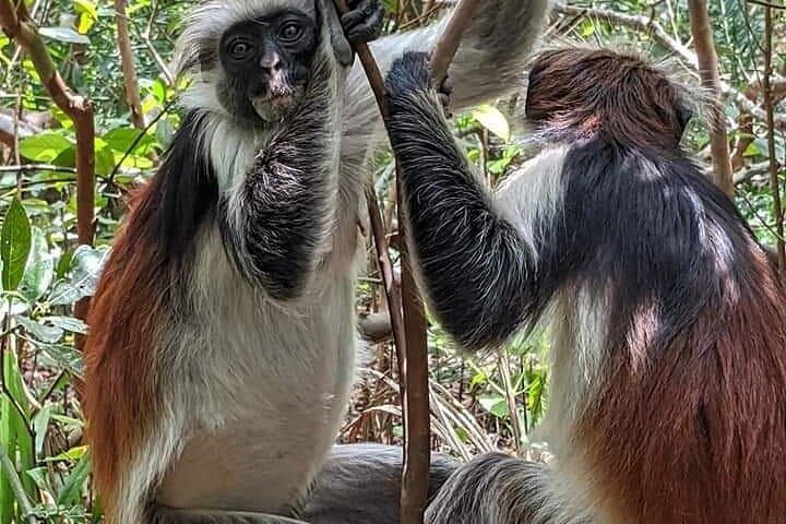 Jozani Forest Tour: See Zanzibar’s Red Colobus in the Coastal Rainforest photo 6