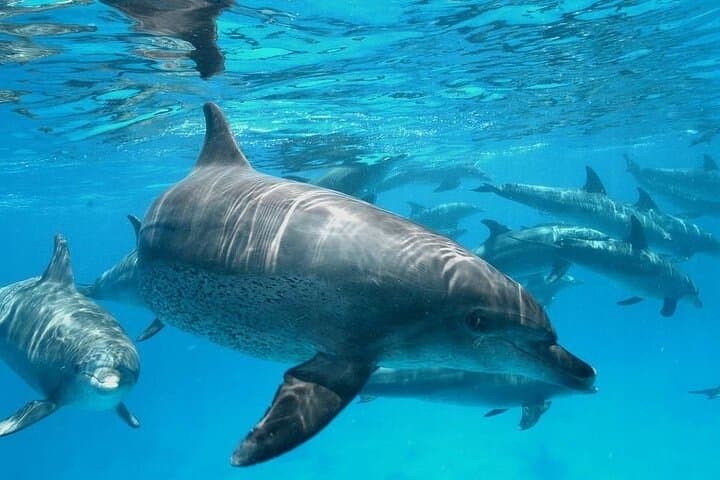 Hurghada Dolphin House: Half-Day Boat & Snorkel Adventure in the Red Sea