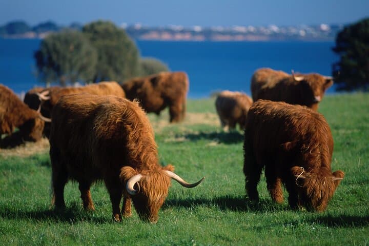 Private 2-Day Phillip Island & The Great Ocean Road Tour — Penguins, Cliffs & Coastal Stops photo 4