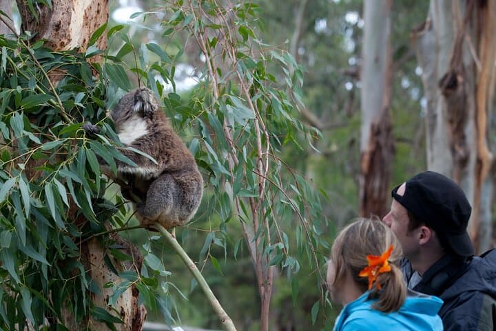 Private 2-Day Phillip Island & The Great Ocean Road Tour — Penguins, Cliffs & Coastal Stops
