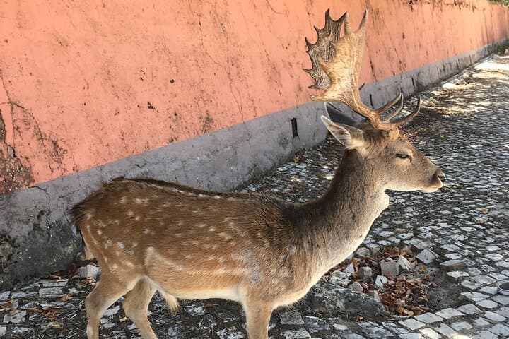 Full-Day Historic Tour: Mafra Palace, Tapada Wildlife & Ericeira Surf Coast photo 3
