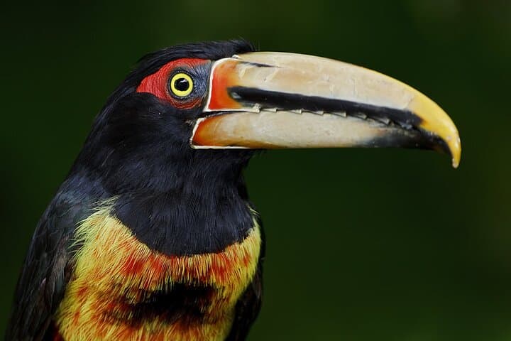 Mindo Cloud Forest Private Day Tour: Hikes, Waterfalls & Hummingbirds from Quito photo 2