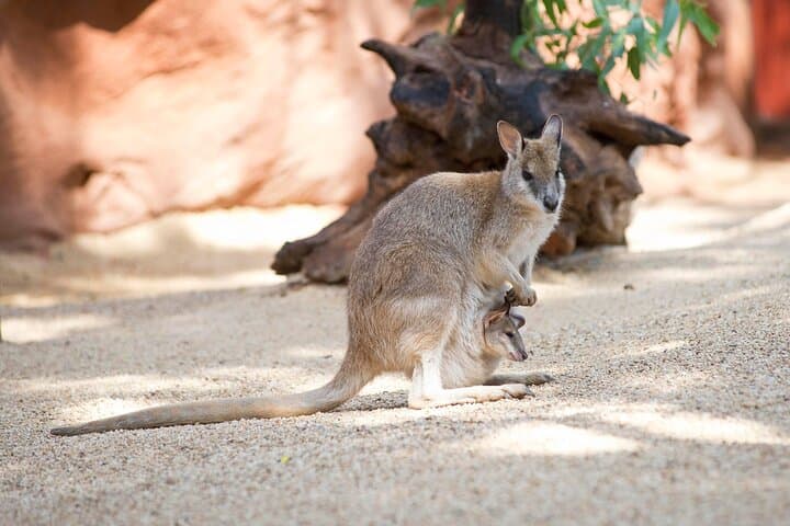 Inside WILD LIFE Sydney: One-Hour Encounters with Australia’s Iconic Animals photo 2