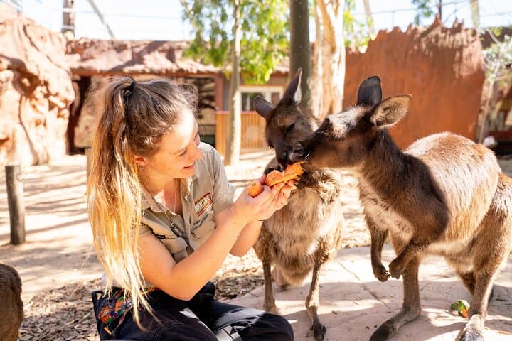 Inside WILD LIFE Sydney: One-Hour Encounters with Australia’s Iconic Animals