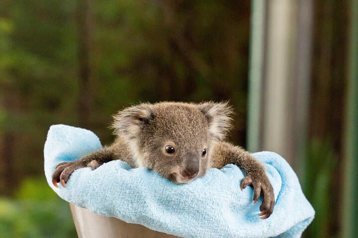 Inside WILD LIFE Sydney: One-Hour Encounters with Australia’s Iconic Animals photo 3
