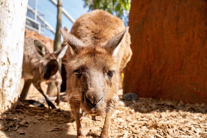 Inside WILD LIFE Sydney: One-Hour Encounters with Australia’s Iconic Animals photo 4