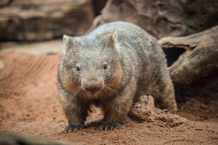 Inside WILD LIFE Sydney: One-Hour Encounters with Australia’s Iconic Animals photo 6