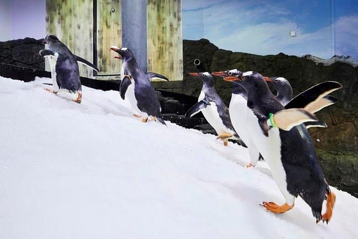 Inside SEA LIFE Sydney Aquarium: Penguins, Dugong Pig & Great Barrier Reef Exhibits photo 2
