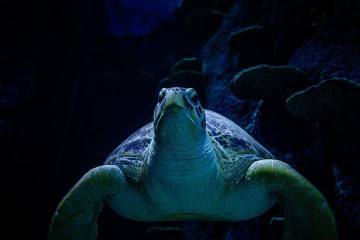 Inside SEA LIFE Sydney Aquarium: Penguins, Dugong Pig & Great Barrier Reef Exhibits photo 4