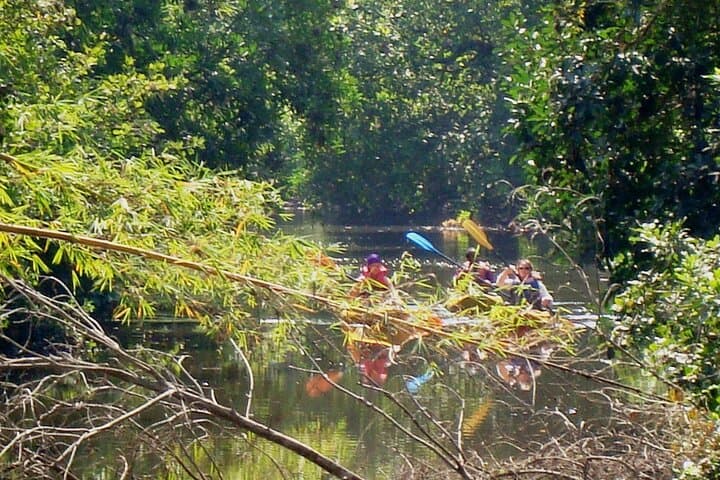 Kayak the Sal Backwaters: Mangroves, Lotus Ponds & Birdlife in Goa photo 2