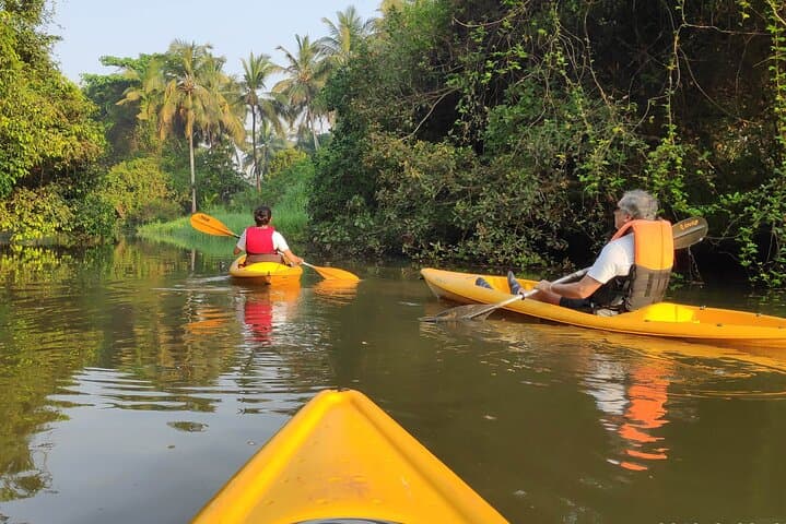 Kayak the Sal Backwaters: Mangroves, Lotus Ponds & Birdlife in Goa photo 3