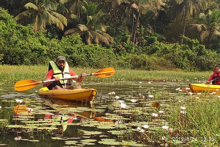 Kayak the Sal Backwaters: Mangroves, Lotus Ponds & Birdlife in Goa photo 4