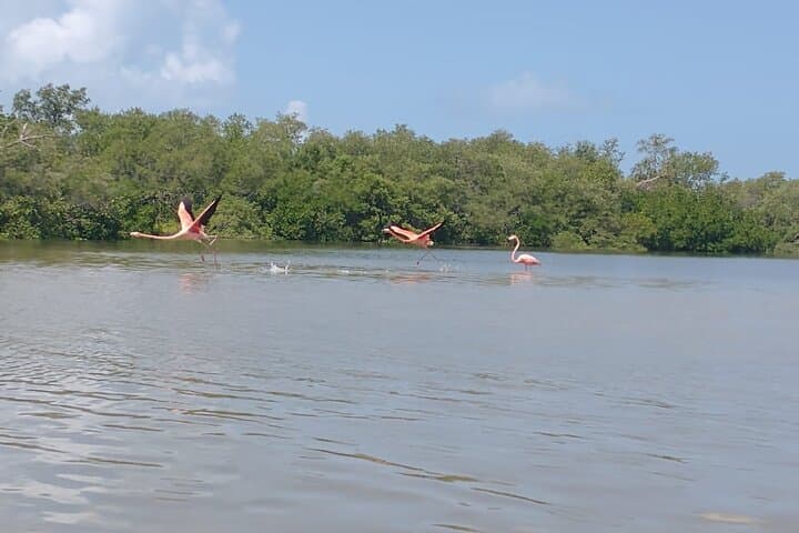 Holbox Mangrove Kayak Tour — Shared Guided Wildlife Paddling photo 3